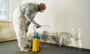 Best Industrial Mold Remediation in USA